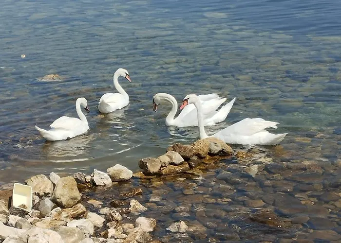Vts * Posedarje